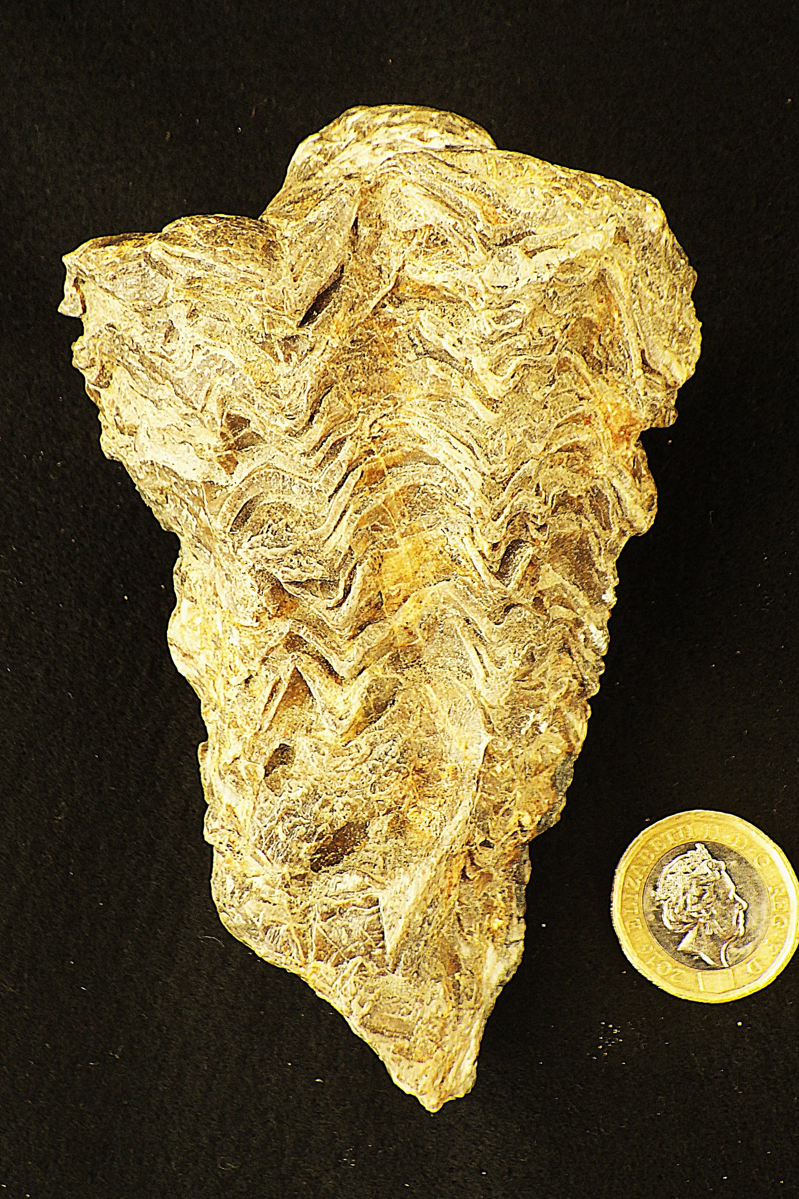 Fossil Rudist Radiolites from Greece 100 m.y.o. - 2