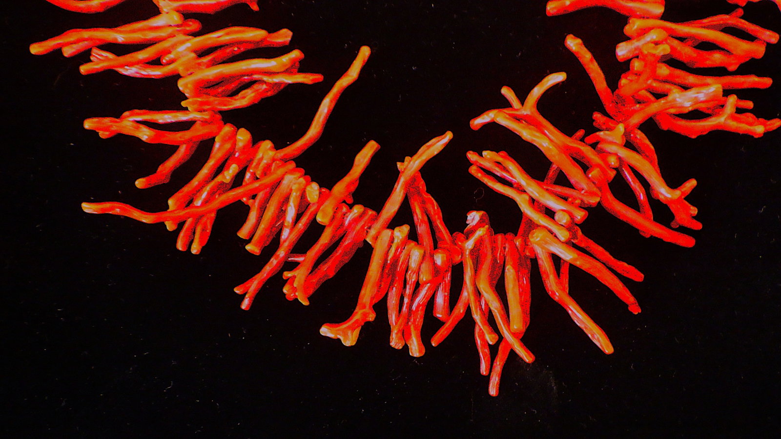 Vintage Mediterranean red coral necklace & earrings set - 2
