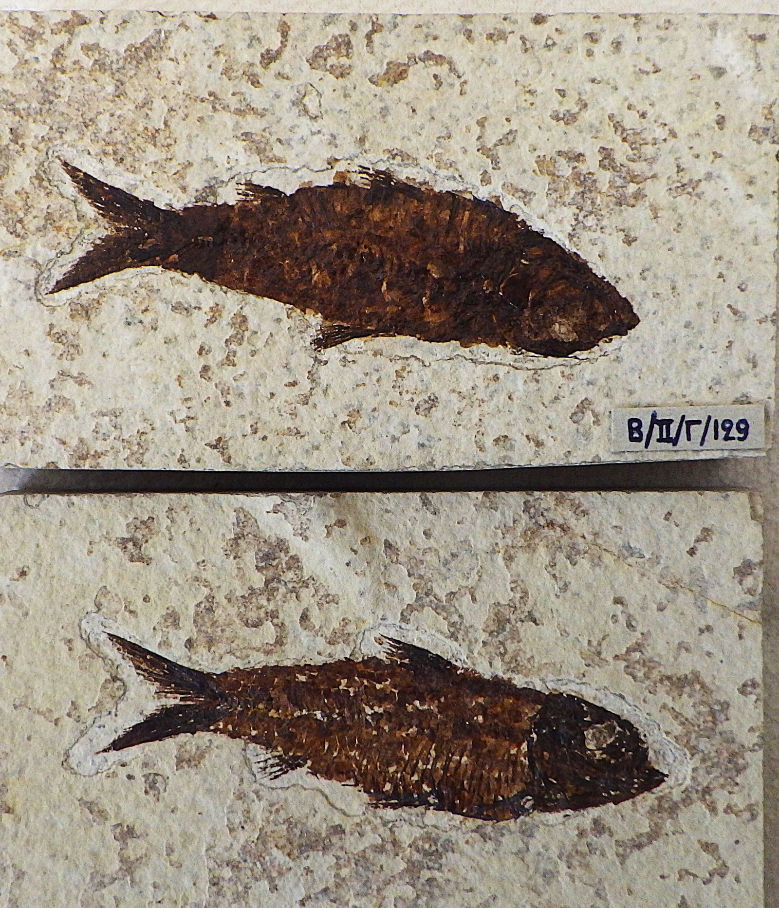 Pair of extinct fossil fishes from USA 50 m.y.o.: Title: Pair of extinct fossil fishes from USA 50 m.y.o. Description: A pair of extinct and beautifully preserved Knightia eocaena fossil fresh water fishes from the Wyoming's Green River Formation of