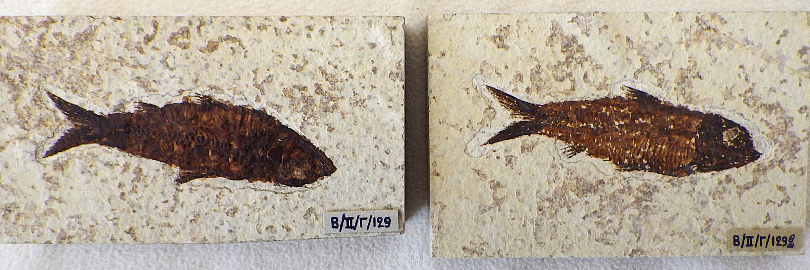 Pair of extinct fossil fishes from USA 50 m.y.o. - 2