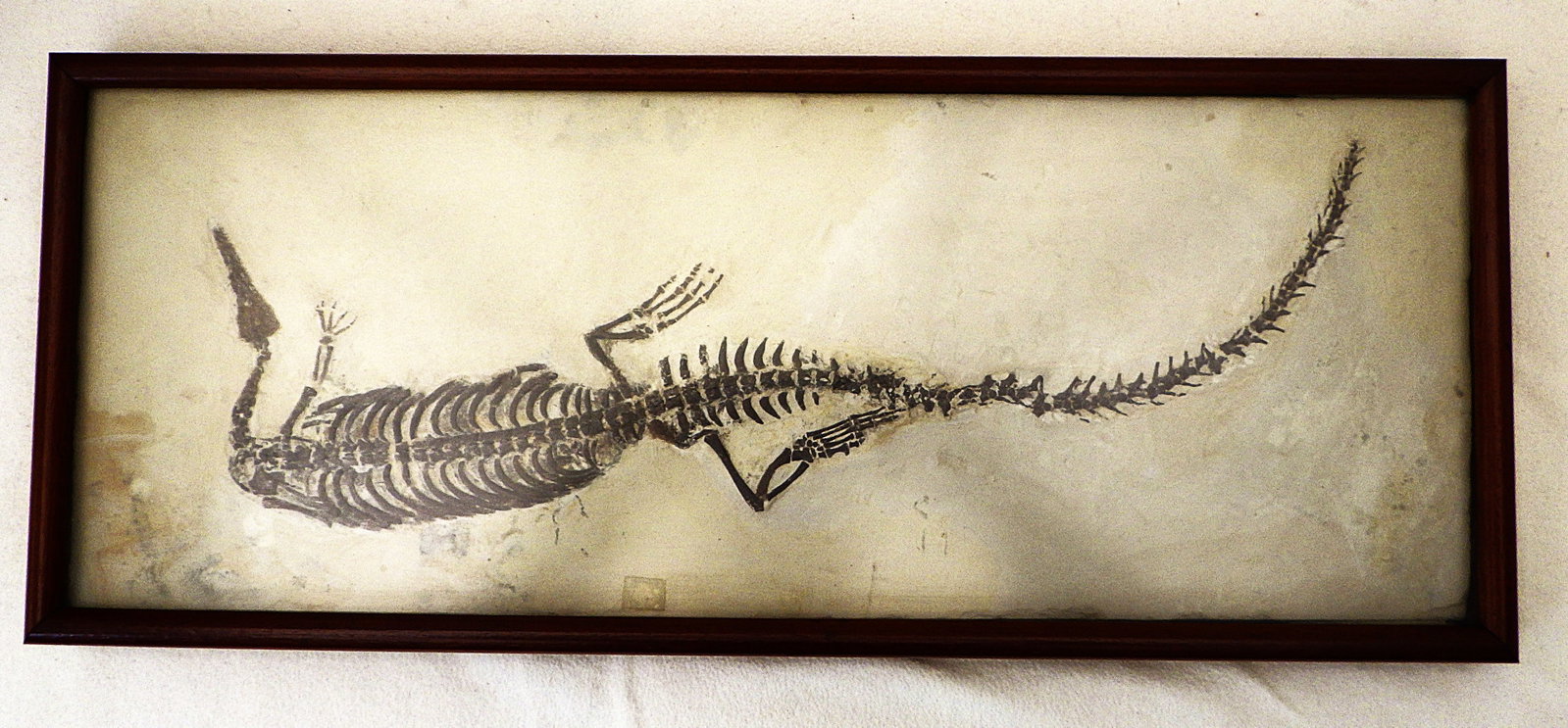 Fossil Mesosaurus complete skeleton from Brazil 278 m.y.o.: Title: Fossil Mesosaurus complete skeleton from Brazil 278 m.y.o. Description: A spectacular -and rarely seen in such quality- complete genuine fossil skeleton of Mesosaurus tenuidens (Gervais, 1865)
