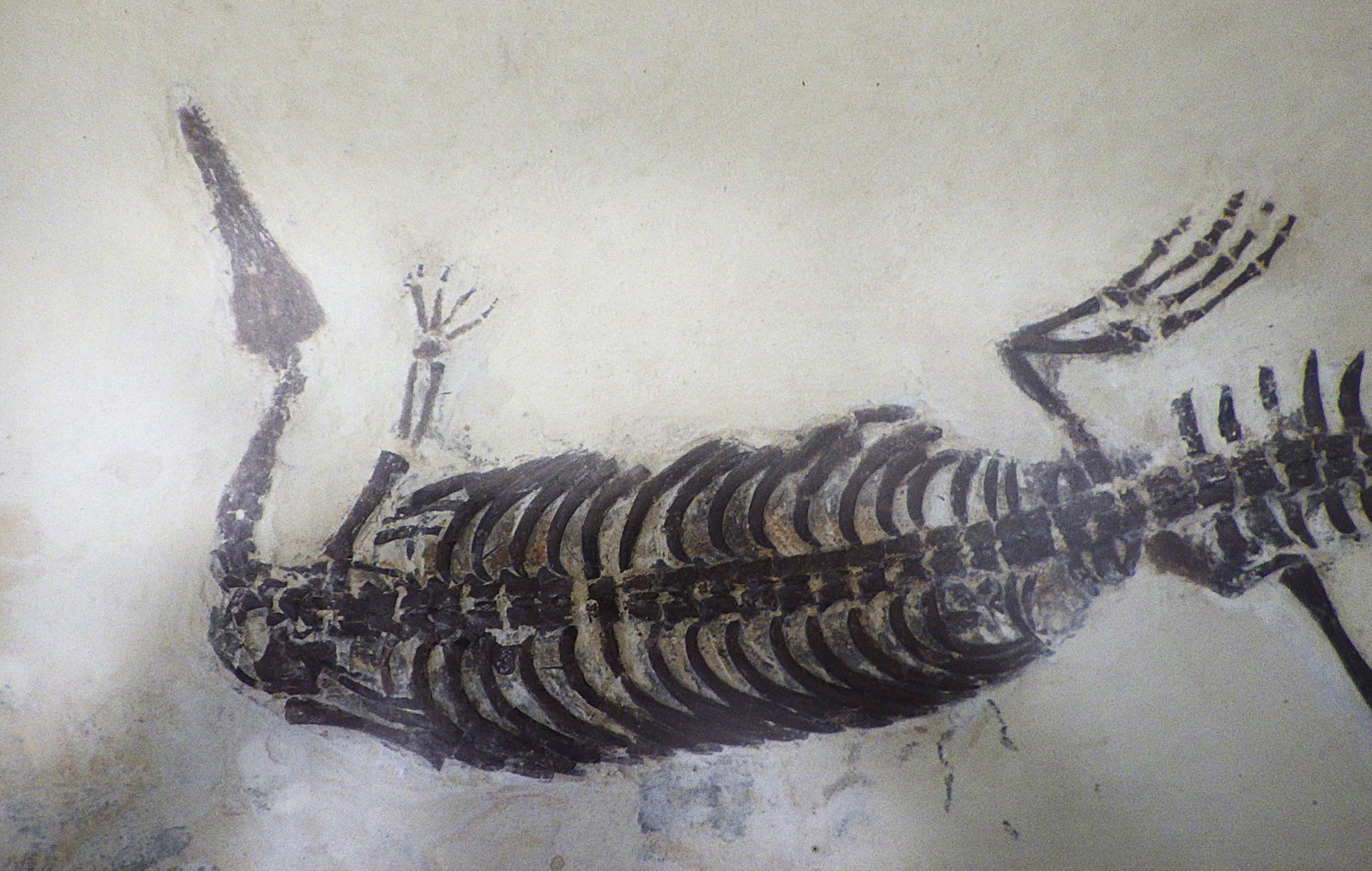Fossil Mesosaurus complete skeleton from Brazil 278 m.y.o. - 2