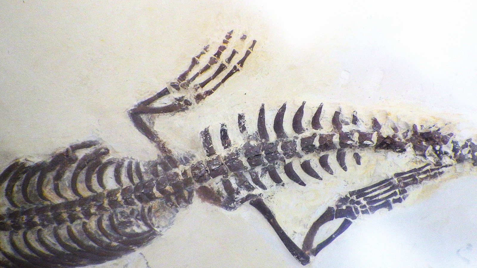 Fossil Mesosaurus complete skeleton from Brazil 278 m.y.o. - 3