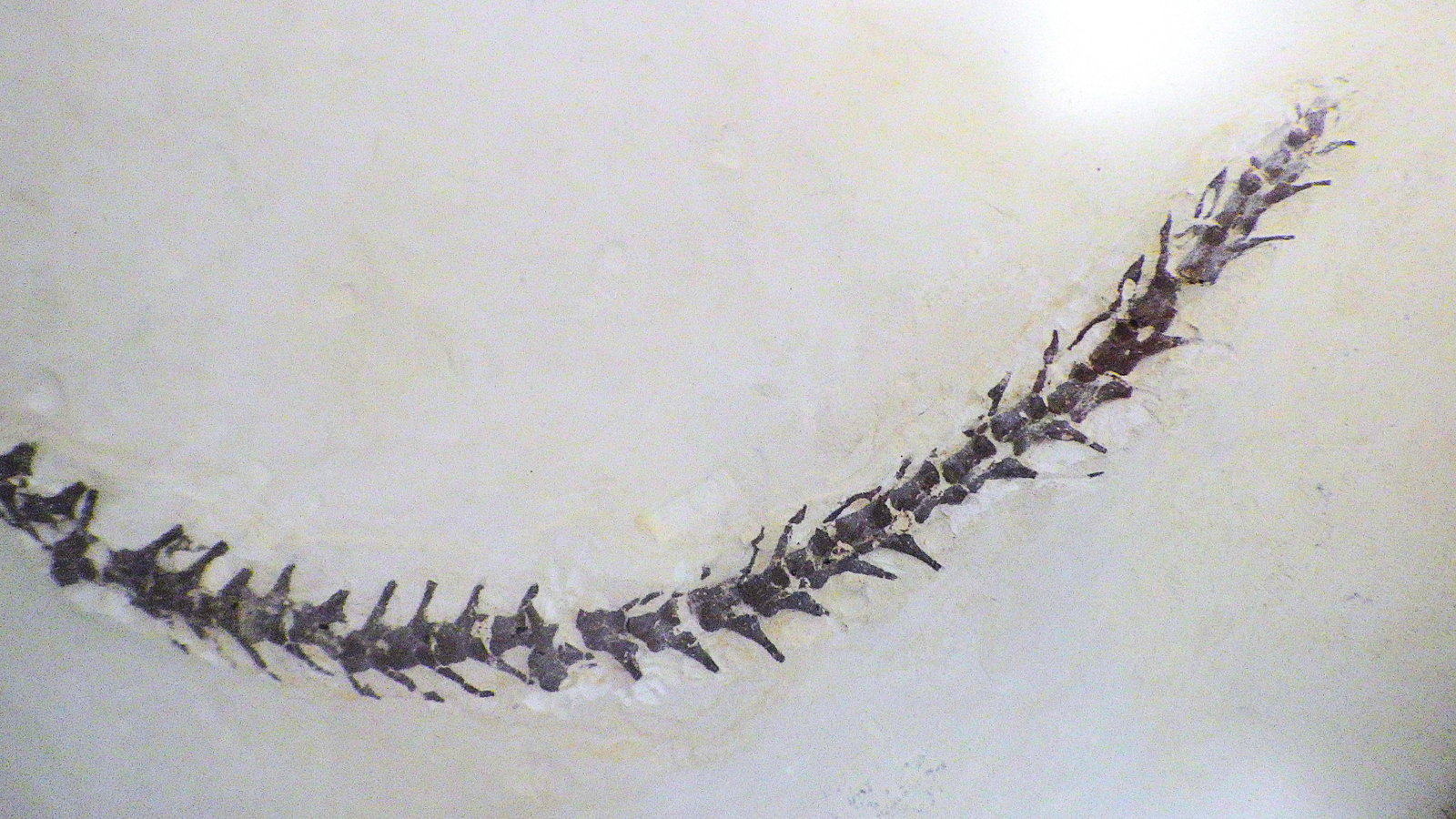 Fossil Mesosaurus complete skeleton from Brazil 278 m.y.o. - 4