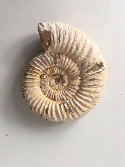 Fossil Shell Ammonite (Perispimctes) Jurassic, 8x2½ British, Dorset, Full Large, 200 Million Ye: Title: Fossil Shell Ammonite (Perispimctes) Jurassic, 8x2½ British, Dorset, Full Large, 200 Million Years Description: Fossil Shell Ammonite (PERISPIMCTES) Jurassic, 8x2½ British, Dorse