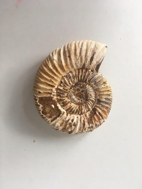 Fossil Shell Ammonite (Perispimctes) Jurassic, 8x2½ British, Dorset, Full Large, 200 Million Ye - 2