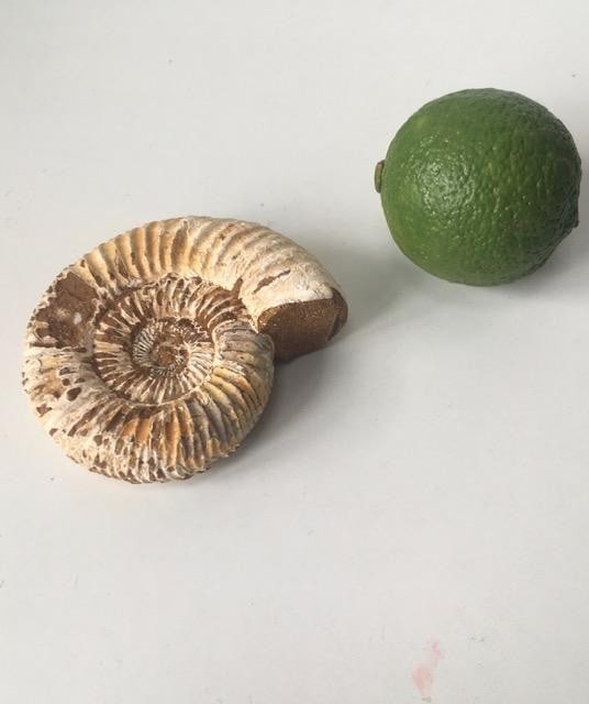 Fossil Shell Ammonite (Perispimctes) Jurassic, 8x2½ British, Dorset, Full Large, 200 Million Ye - 3