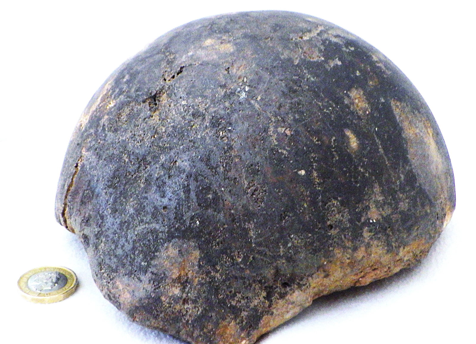 Fossil extinct elephant bone from Greece - 4