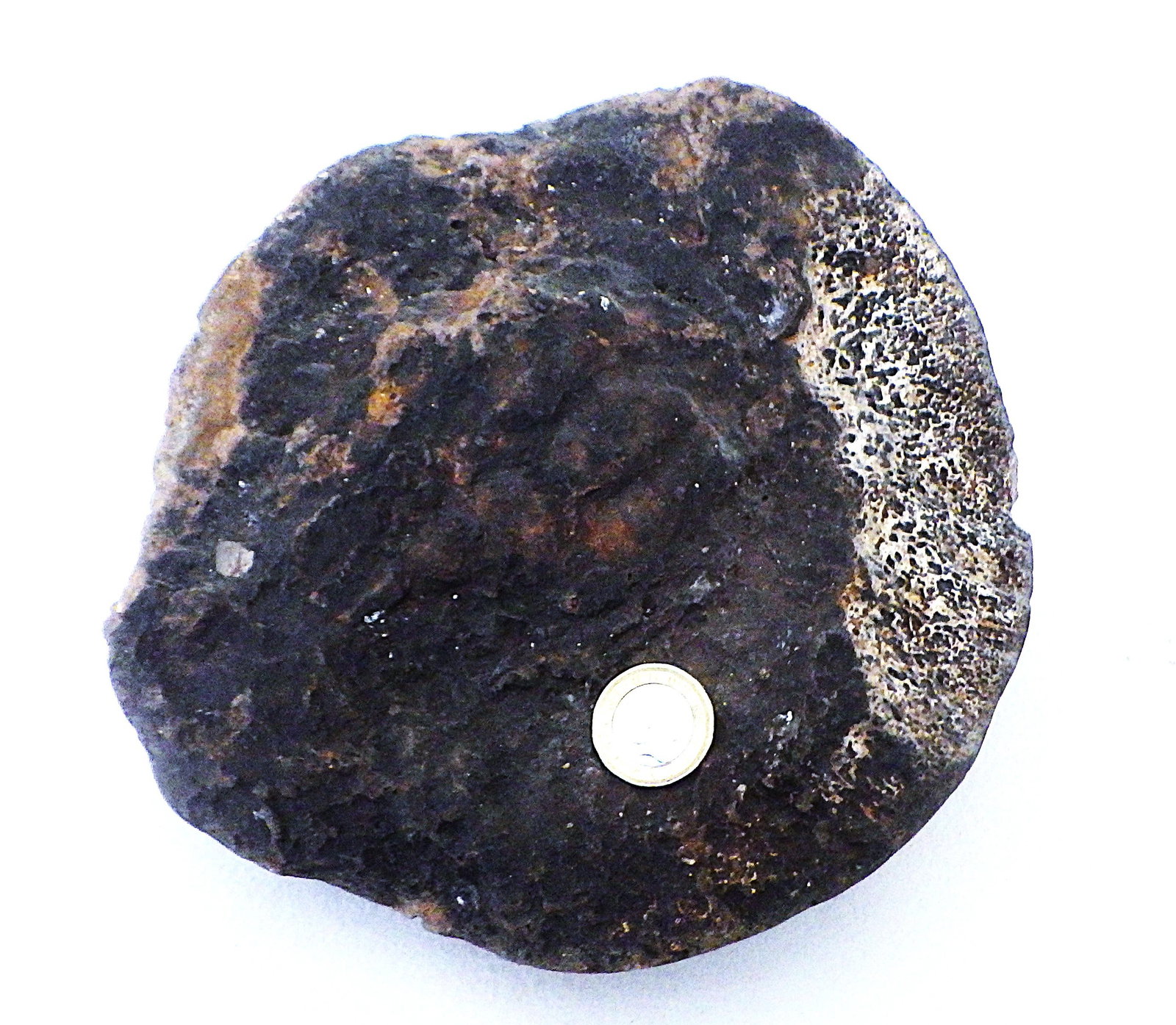 Fossil extinct elephant bone from Greece - 5