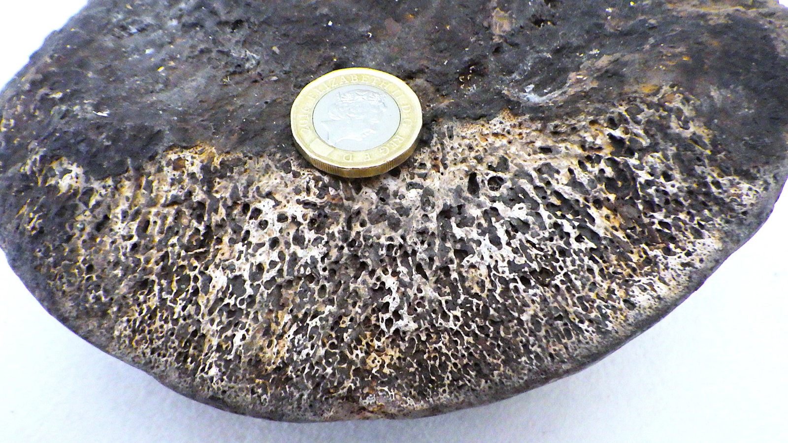 Fossil extinct elephant bone from Greece - 6