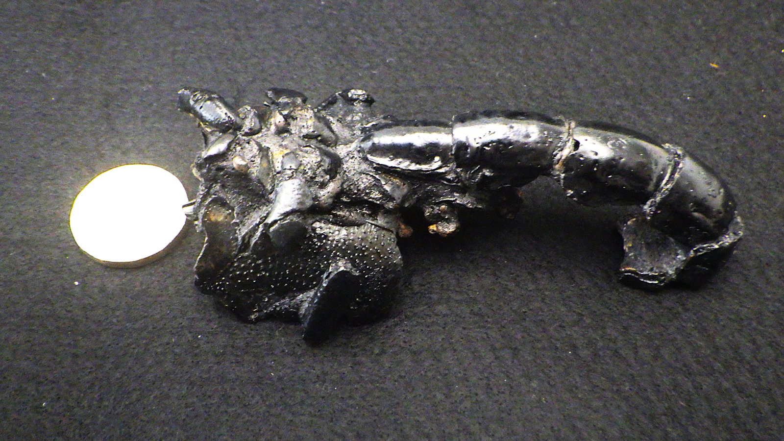 Fossil lobster from Australia (1 of 3)