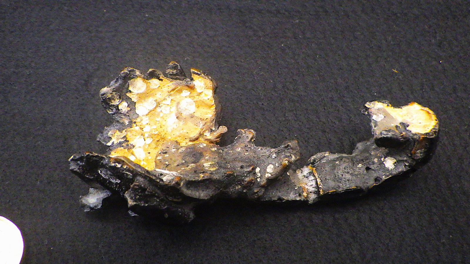 Fossil lobster from Australia - 3