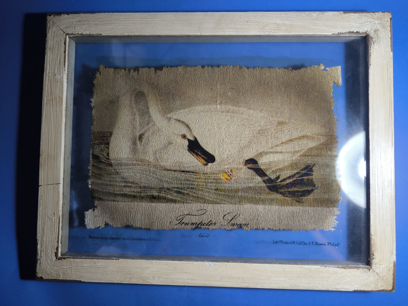 Original Rare Art from the book Birds America John James Audubon (1 of 11)