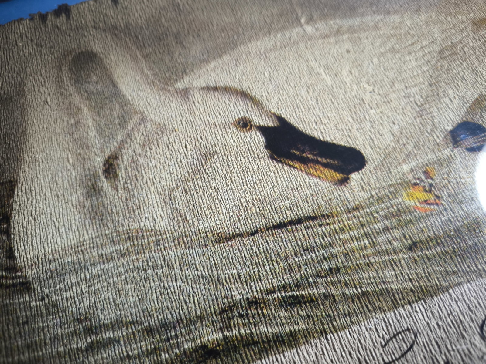 Original Rare Art from the book Birds America John James Audubon - 2