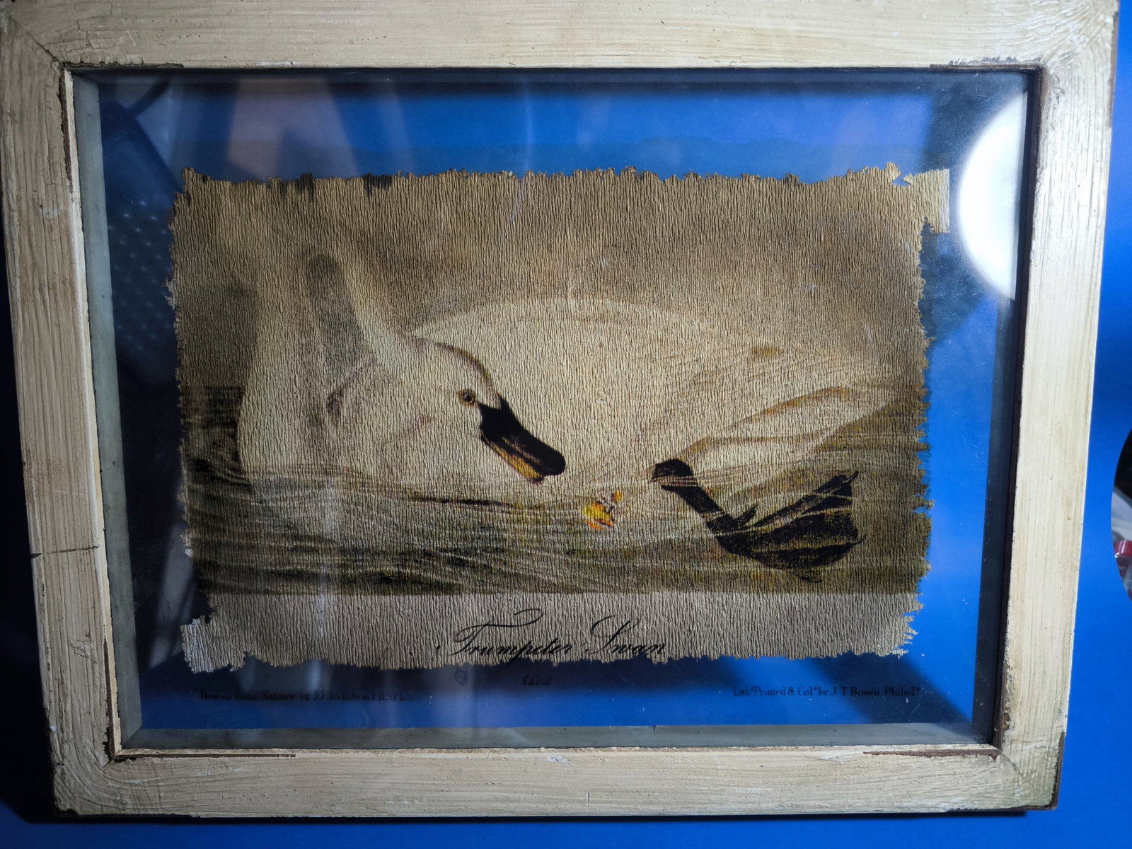 Original Rare Art from the book Birds America John James Audubon - 9