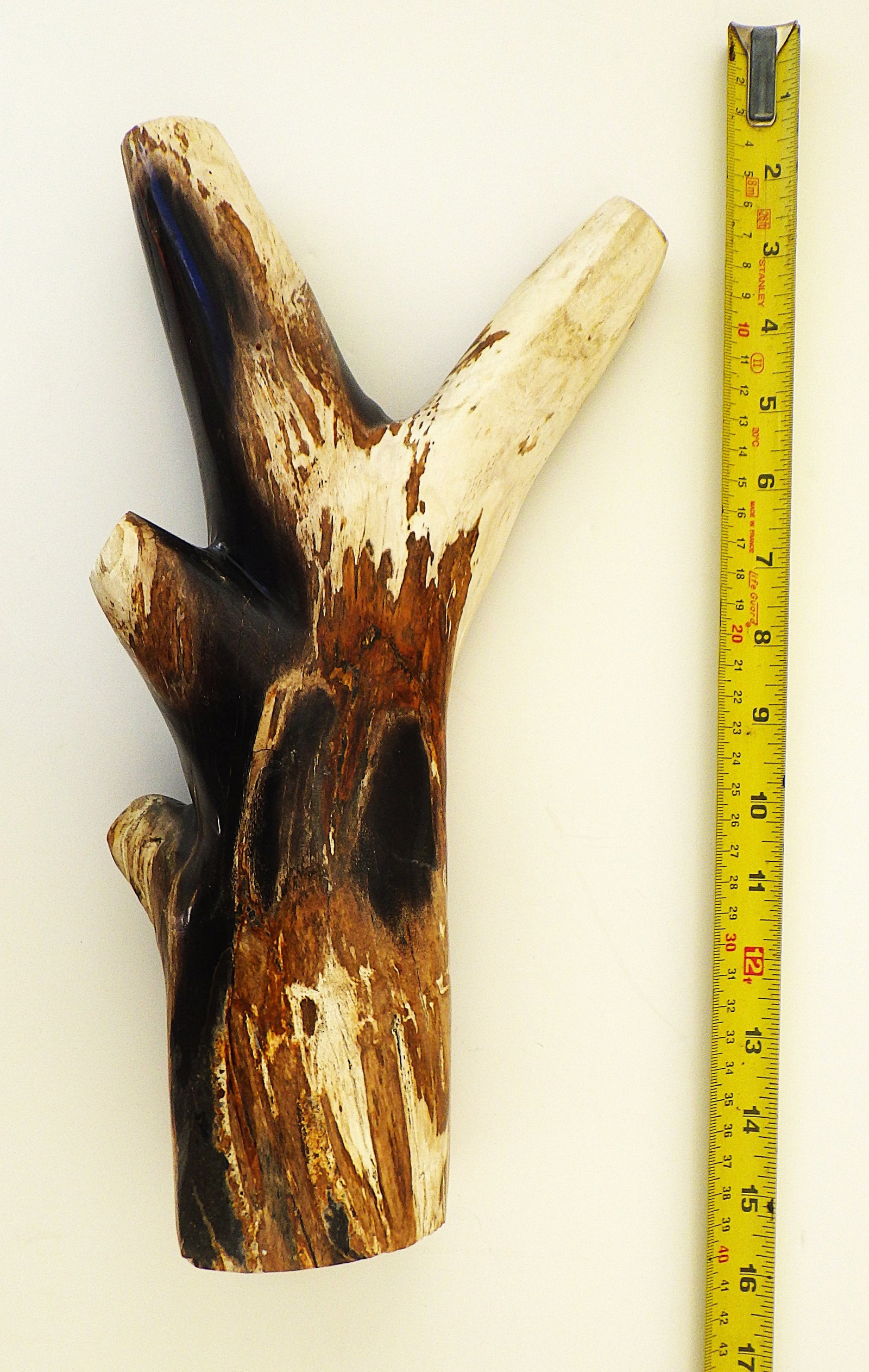 Fossil wood branch from Indonesia 20 m.y.o.: Title: Fossil wood branch from Indonesia 20 m.y.o. Description: Fossil Wood Petrified branch of Miocene age (20 -15 million years old), height: 35 cm, weight: 3.3. kg, origin: East Java, Indonesi