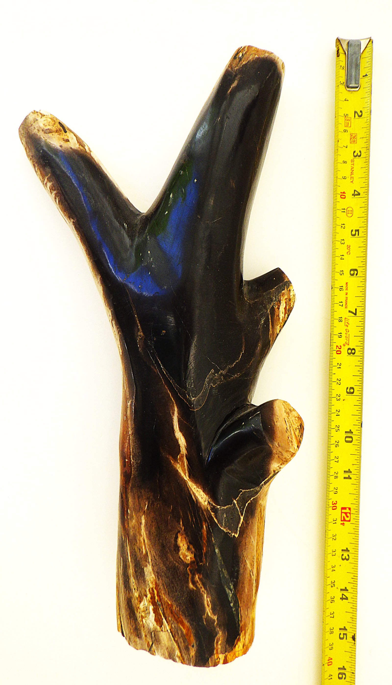Fossil wood branch from Indonesia 20 m.y.o. - 2