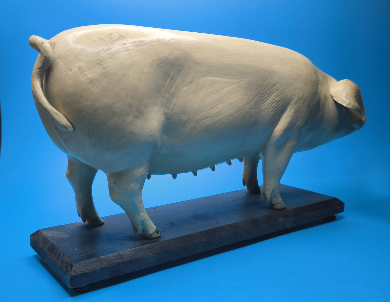 A German painted papier mache didactic model of a pig, first half 20th century - 7
