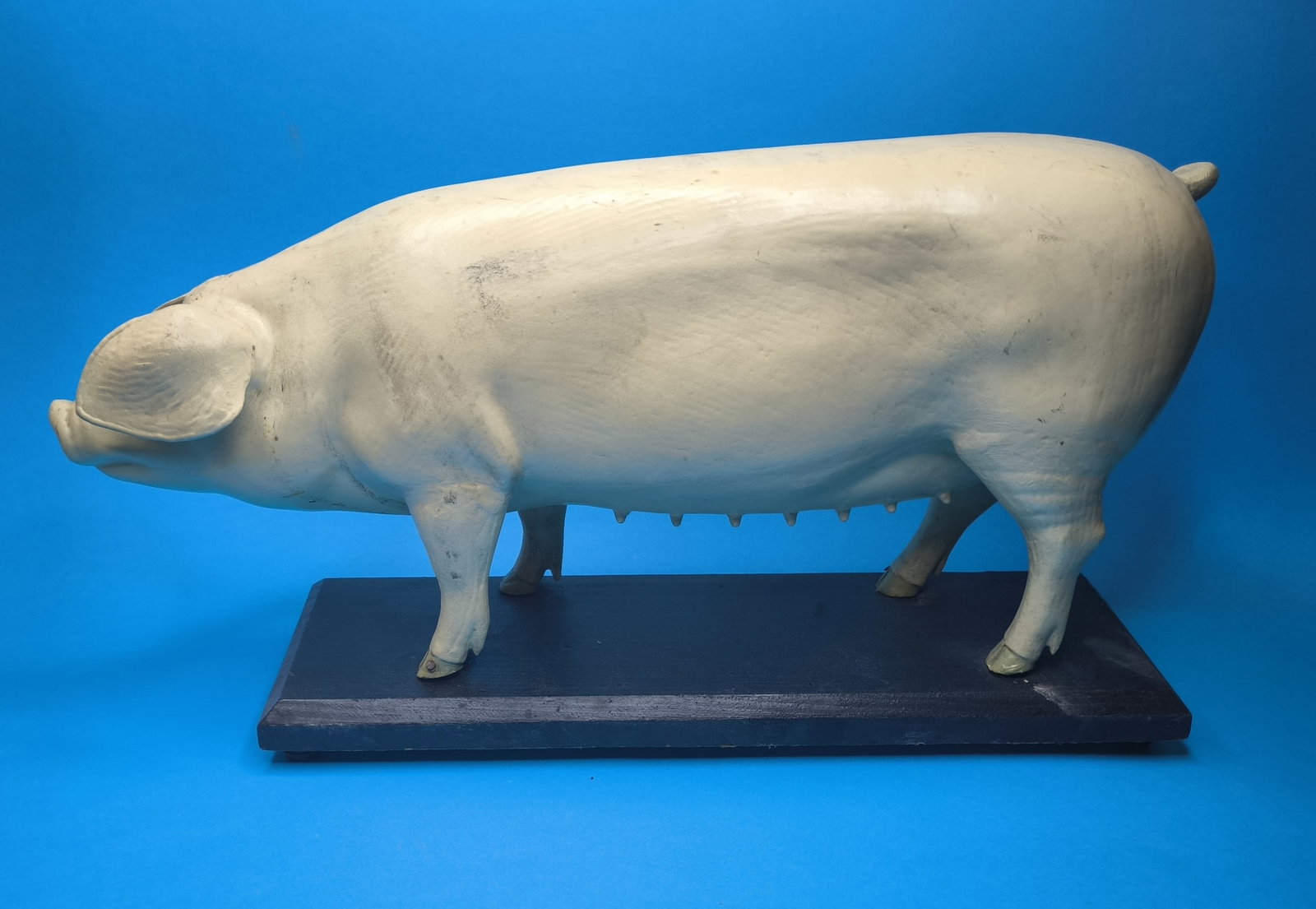A German painted papier mache didactic model of a pig, first half 20th century - 9