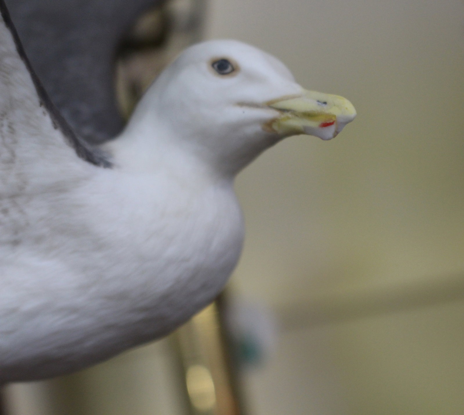 Title: Franklin Porcelain The Great Black-Backed Gull Description: Franklin Porcelain The Great - 7