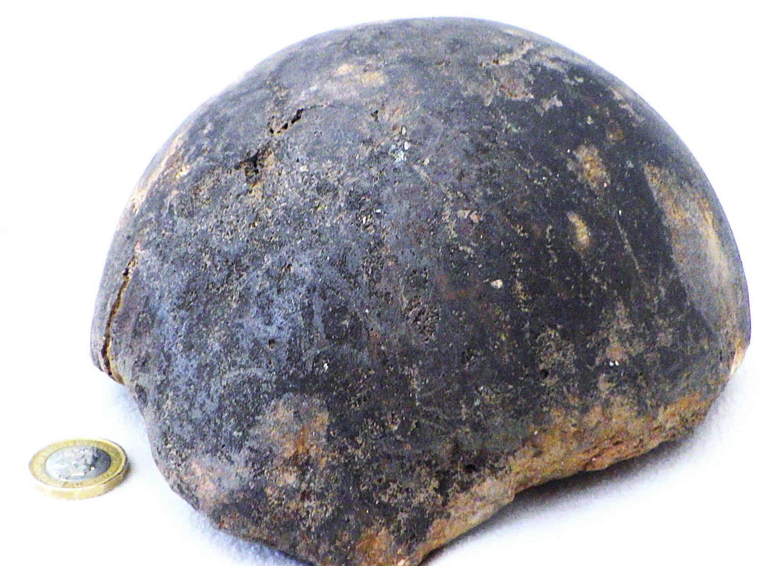 Fossil Extinct Elephant Bone From Greece - 4