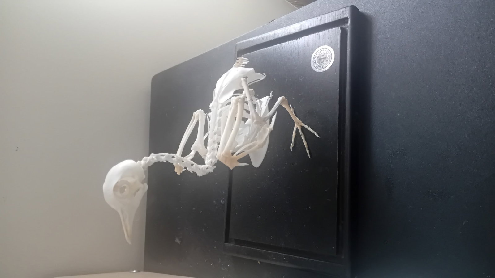 Cased Articulated Osteological Preparation of A Small Columbid (Dove/Pigeon) Skeleton, Mounted On...: Title: Cased Articulated Osteological Preparation of A Small Columbid (Dove/Pigeon) Skeleton, Mounted On A Description: Early 1900s antique full-mount dove taxidermy, cased, with T. Gerrard & Co