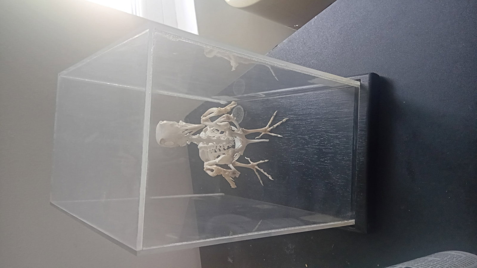 Cased Articulated Osteological Preparation of A Small Columbid (Dove/Pigeon) Skeleton, Mounted On... - 3