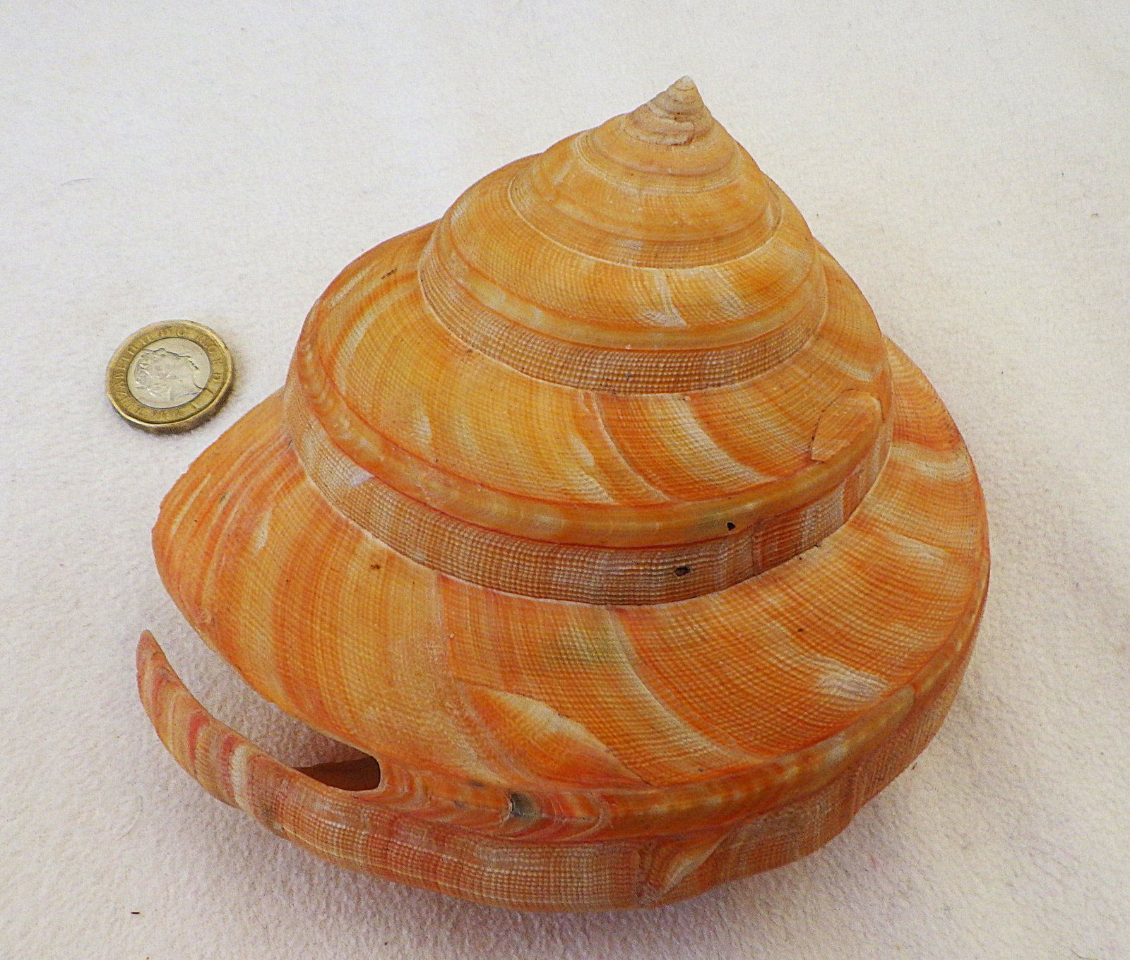 Title: Rare Large 135mm Pleurotomaria (Bayerotrochus) Teramachii Description: Pleurotomaria ( - 2