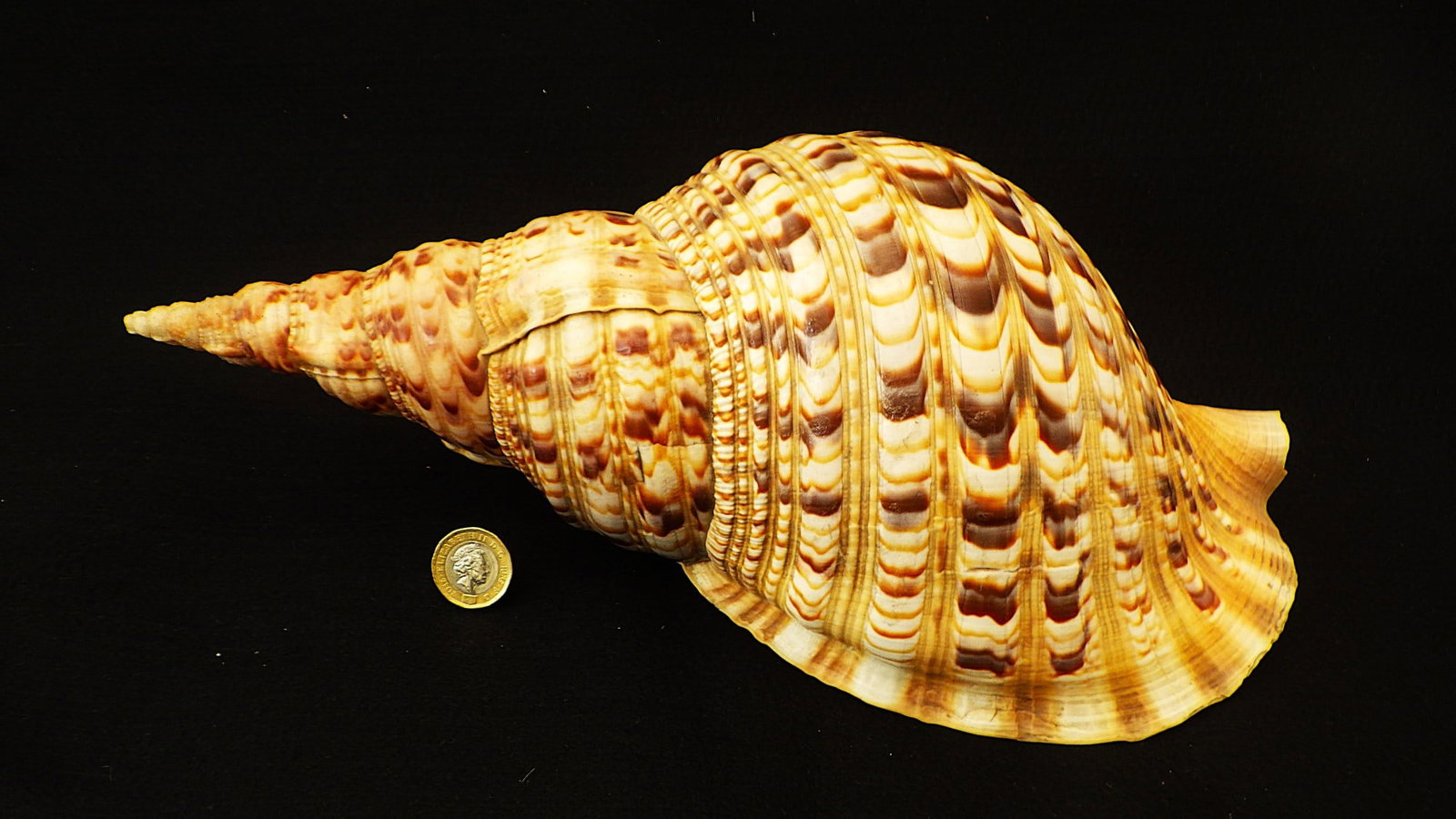 A Beautiful Large 34cm Triton Sea Shell Charonia Tritonis From The Red Sea: Title: A Beautiful Large 34cm Triton Sea Shell Charonia Tritonis From The Red Sea Description: A large (34 cm) Triton's trumpet Charonia tritonis (Linnaeus 1758) from the Red Sea. A rare and