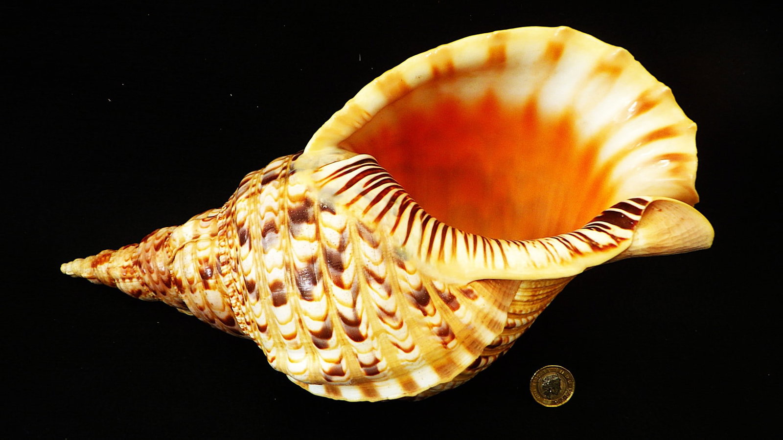 A Beautiful Large 34cm Triton Sea Shell Charonia Tritonis From The Red Sea - 2