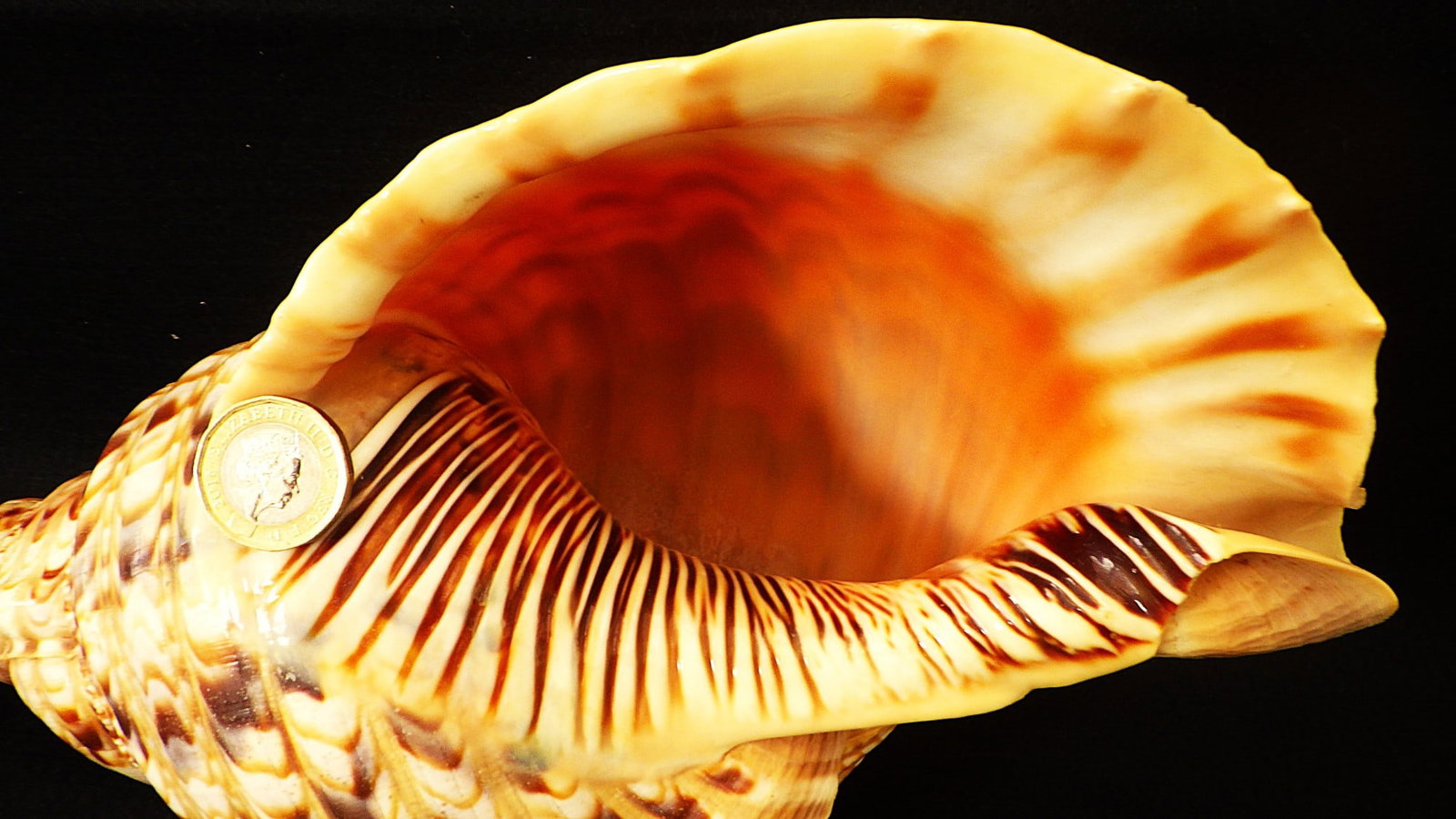 A Beautiful Large 34cm Triton Sea Shell Charonia Tritonis From The Red Sea - 3