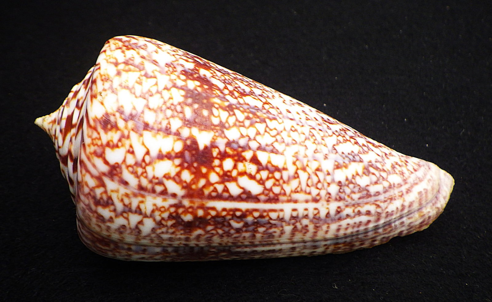 Title: Fifteen of The Most Rare & Venomous Conus Sea Shells Description: Fifteen of the most - 10