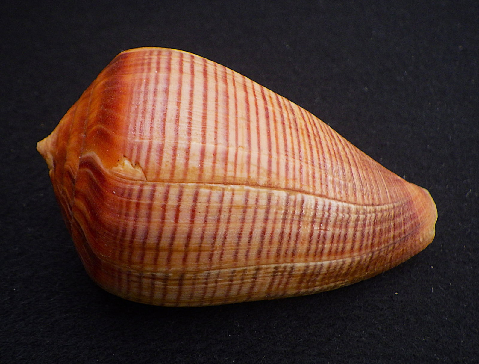 Title: Fifteen of The Most Rare & Venomous Conus Sea Shells Description: Fifteen of the most - 11