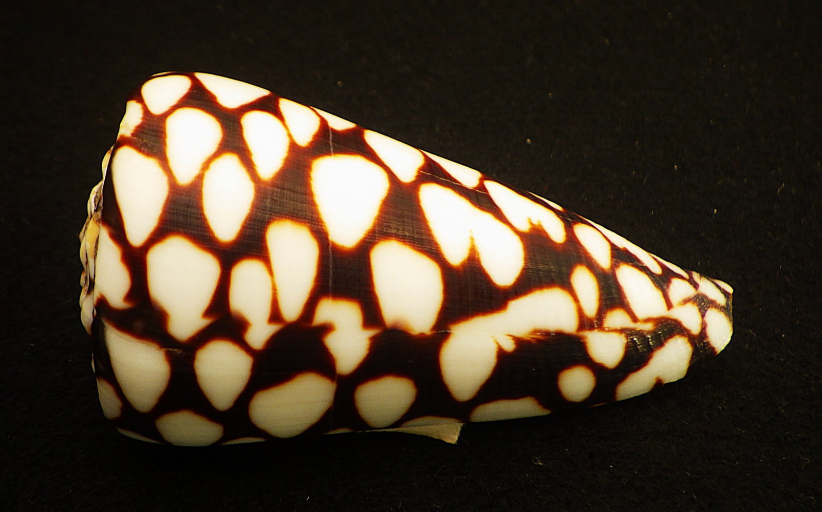 Title: Fifteen of The Most Rare & Venomous Conus Sea Shells Description: Fifteen of the most - 12