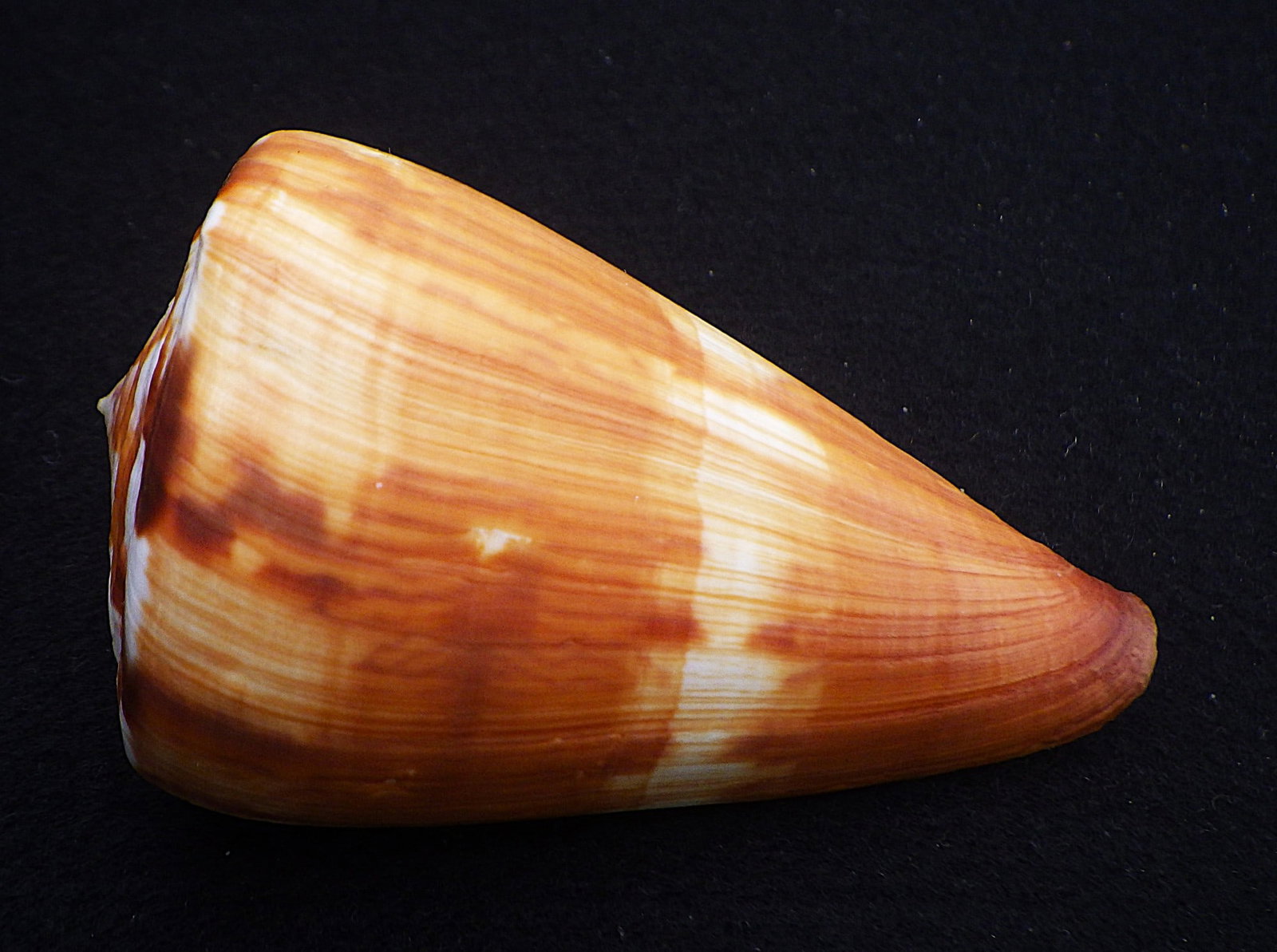 Title: Fifteen of The Most Rare & Venomous Conus Sea Shells Description: Fifteen of the most - 13