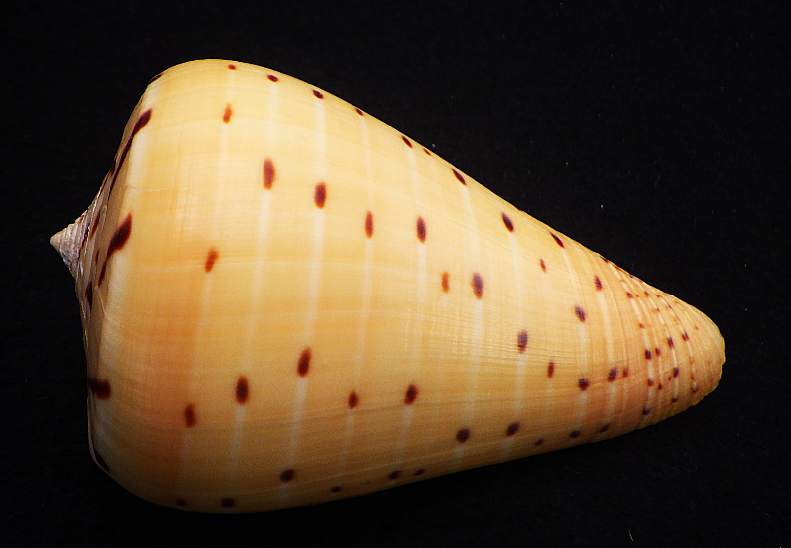 Title: Fifteen of The Most Rare & Venomous Conus Sea Shells Description: Fifteen of the most - 14