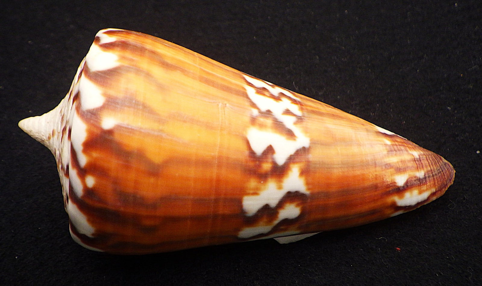 Title: Fifteen of The Most Rare & Venomous Conus Sea Shells Description: Fifteen of the most - 15