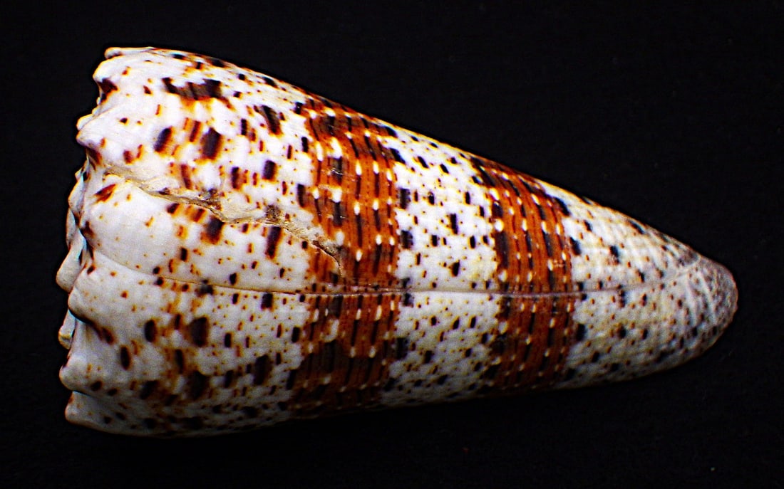 Title: Fifteen of The Most Rare & Venomous Conus Sea Shells Description: Fifteen of the most - 16