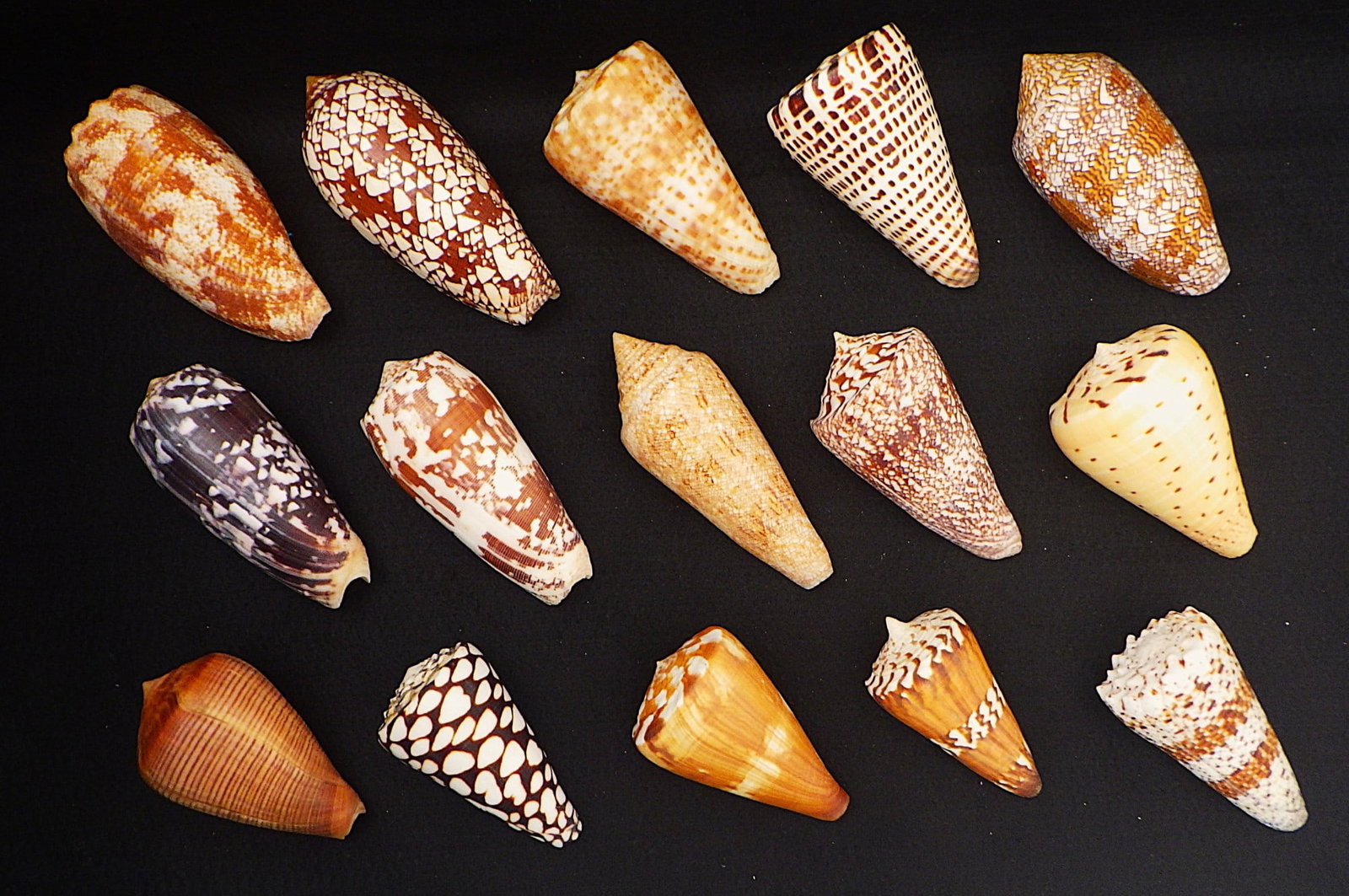 Fifteen of The Most Rare & Venomous Conus Sea Shells: Title: Fifteen of The Most Rare & Venomous Conus Sea Shells Description: Fifteen of the most venomous Conus species of marine shells. They include: • Conus geographus •