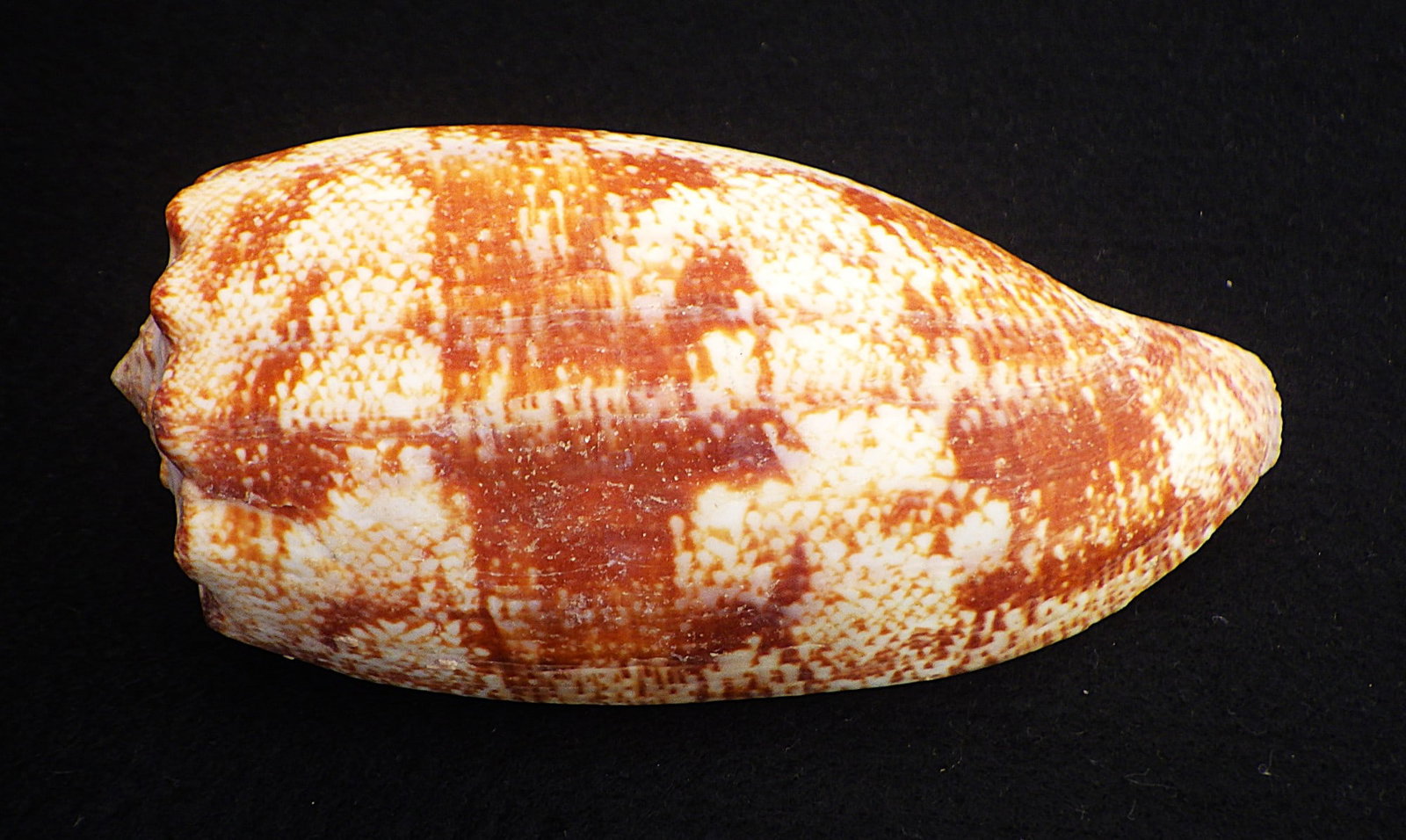 Title: Fifteen of The Most Rare & Venomous Conus Sea Shells Description: Fifteen of the most - 2