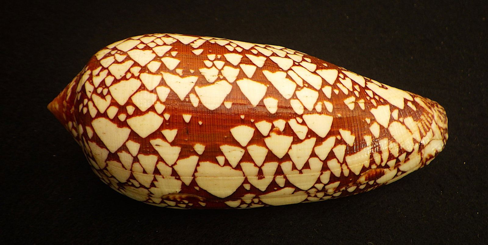 Title: Fifteen of The Most Rare & Venomous Conus Sea Shells Description: Fifteen of the most - 3