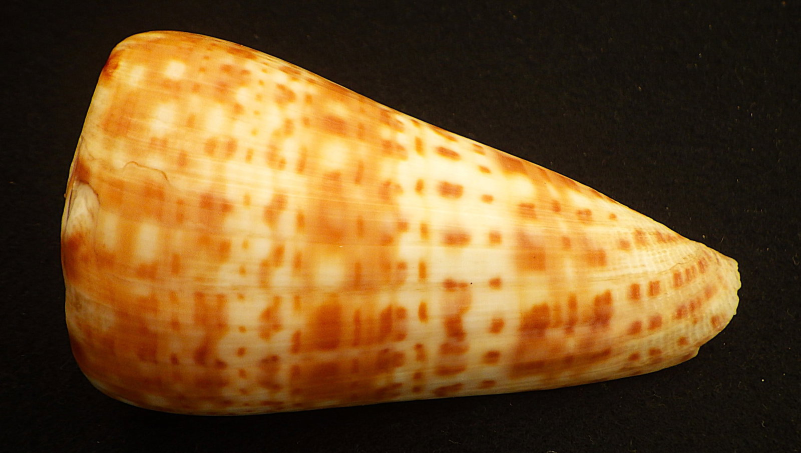 Title: Fifteen of The Most Rare & Venomous Conus Sea Shells Description: Fifteen of the most - 4