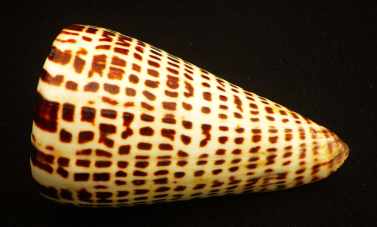 Title: Fifteen of The Most Rare & Venomous Conus Sea Shells Description: Fifteen of the most - 5