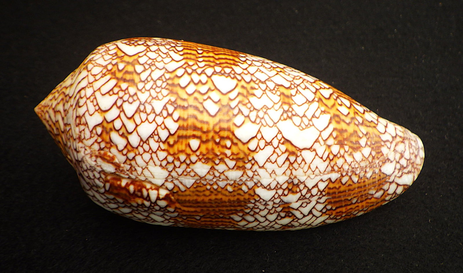 Title: Fifteen of The Most Rare & Venomous Conus Sea Shells Description: Fifteen of the most - 6