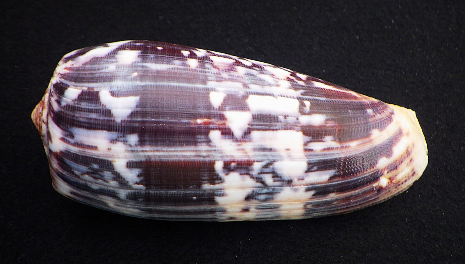 Title: Fifteen of The Most Rare & Venomous Conus Sea Shells Description: Fifteen of the most - 7
