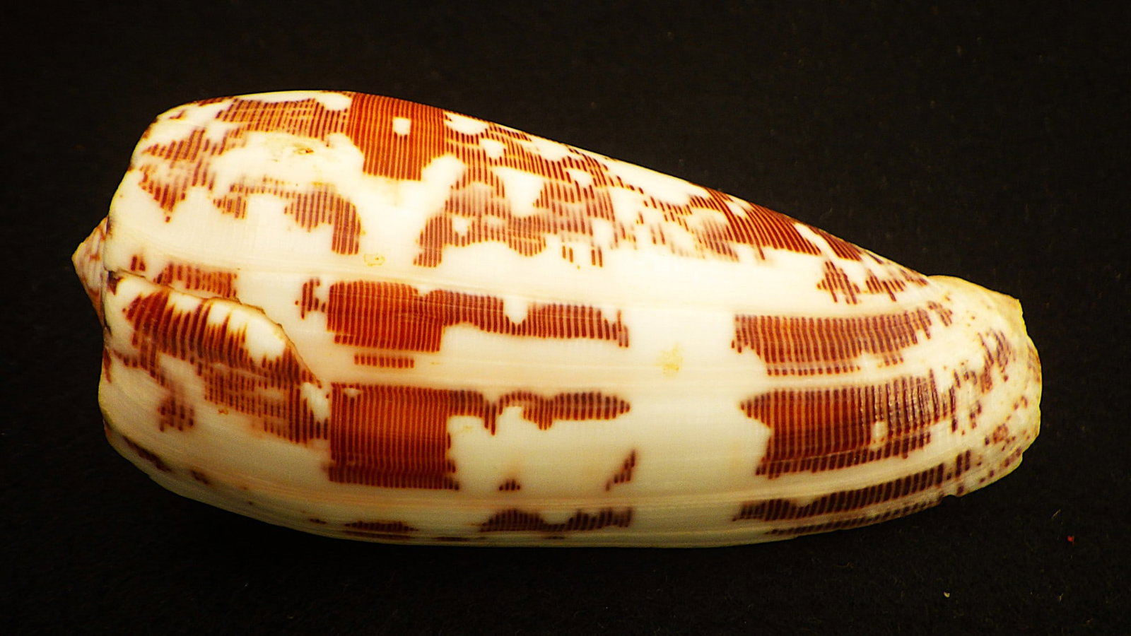 Title: Fifteen of The Most Rare & Venomous Conus Sea Shells Description: Fifteen of the most - 8