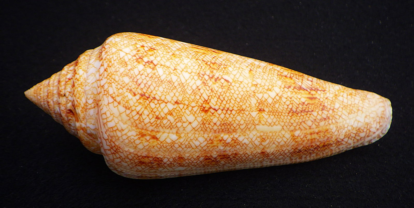 Title: Fifteen of The Most Rare & Venomous Conus Sea Shells Description: Fifteen of the most - 9