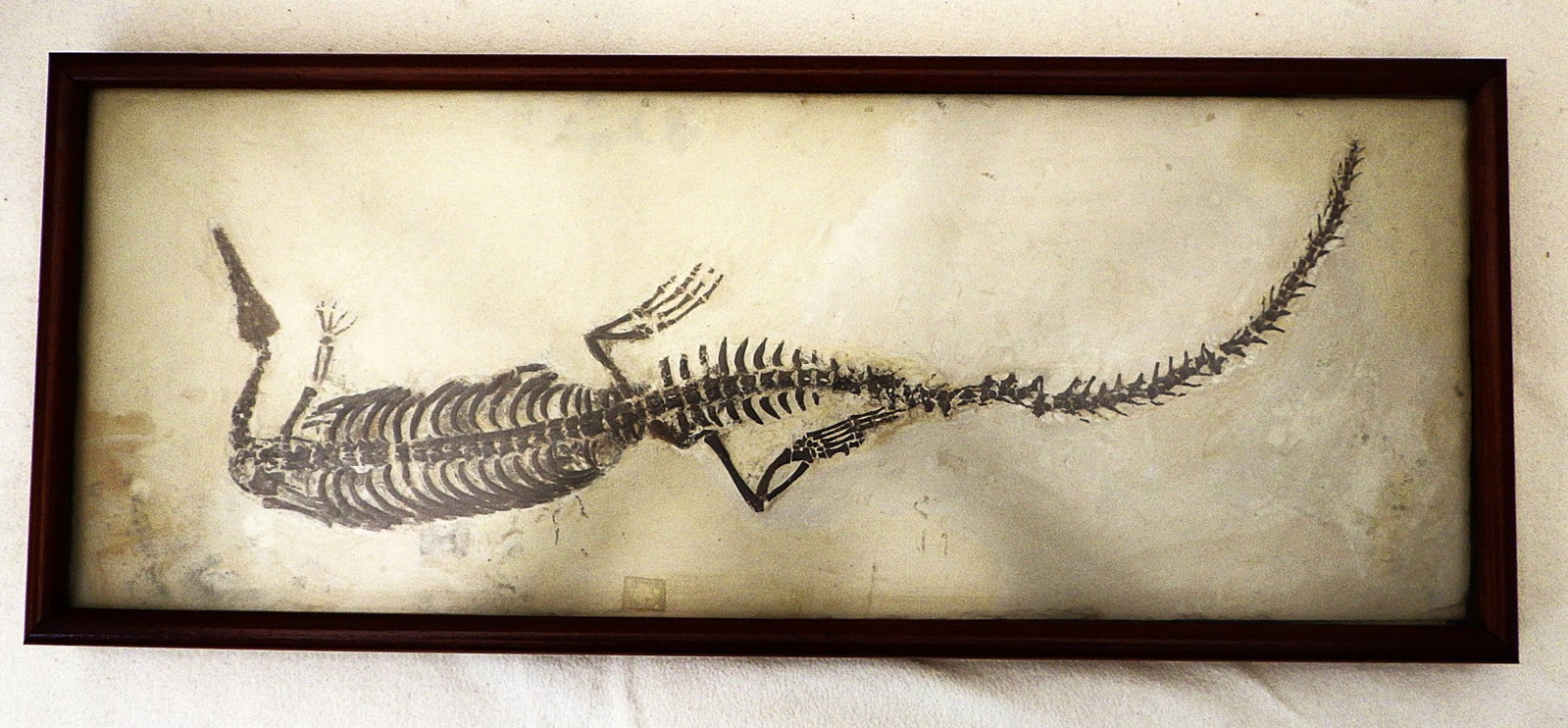 Fossil Mesosaurus Complete Skeleton From Brazil 278 m.y.o.: Title: Fossil Mesosaurus Complete Skeleton From Brazil 278 m.y.o. Description: A spectacular -and rarely seen in such quality- complete genuine fossil skeleton of Mesosaurus tenuidens (Gervais, 1865)