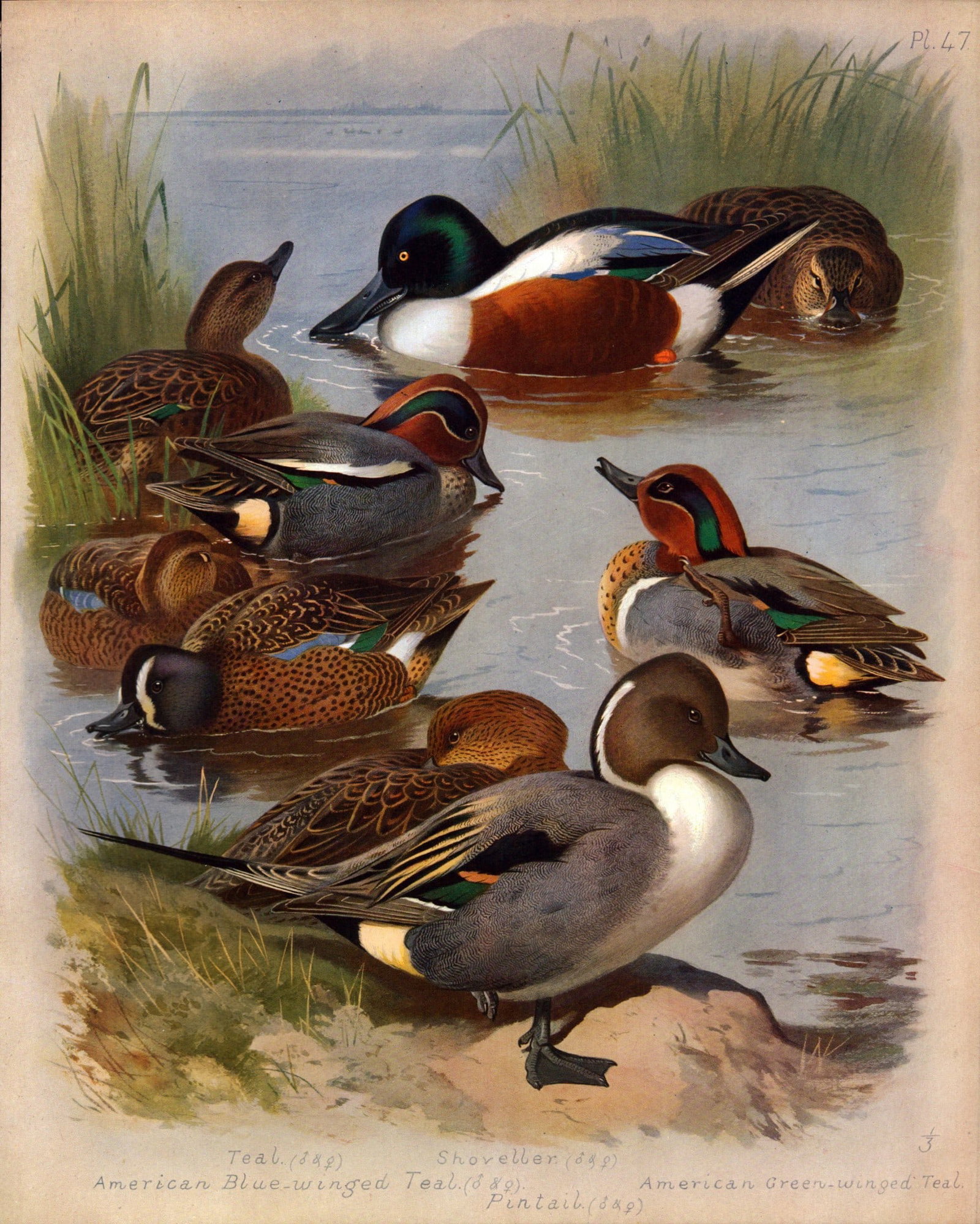 Thorburn Antique Scarce Large Coloured Bird Lithograph Shoveler, Pintail, Teal-47.: Title: Thorburn Antique Scarce Large Coloured Bird Lithograph Shoveler, Pintail, Teal-47. Description: This Antique Edition Illustration Was Removed from an Edition of. Archibald Thorburn, British