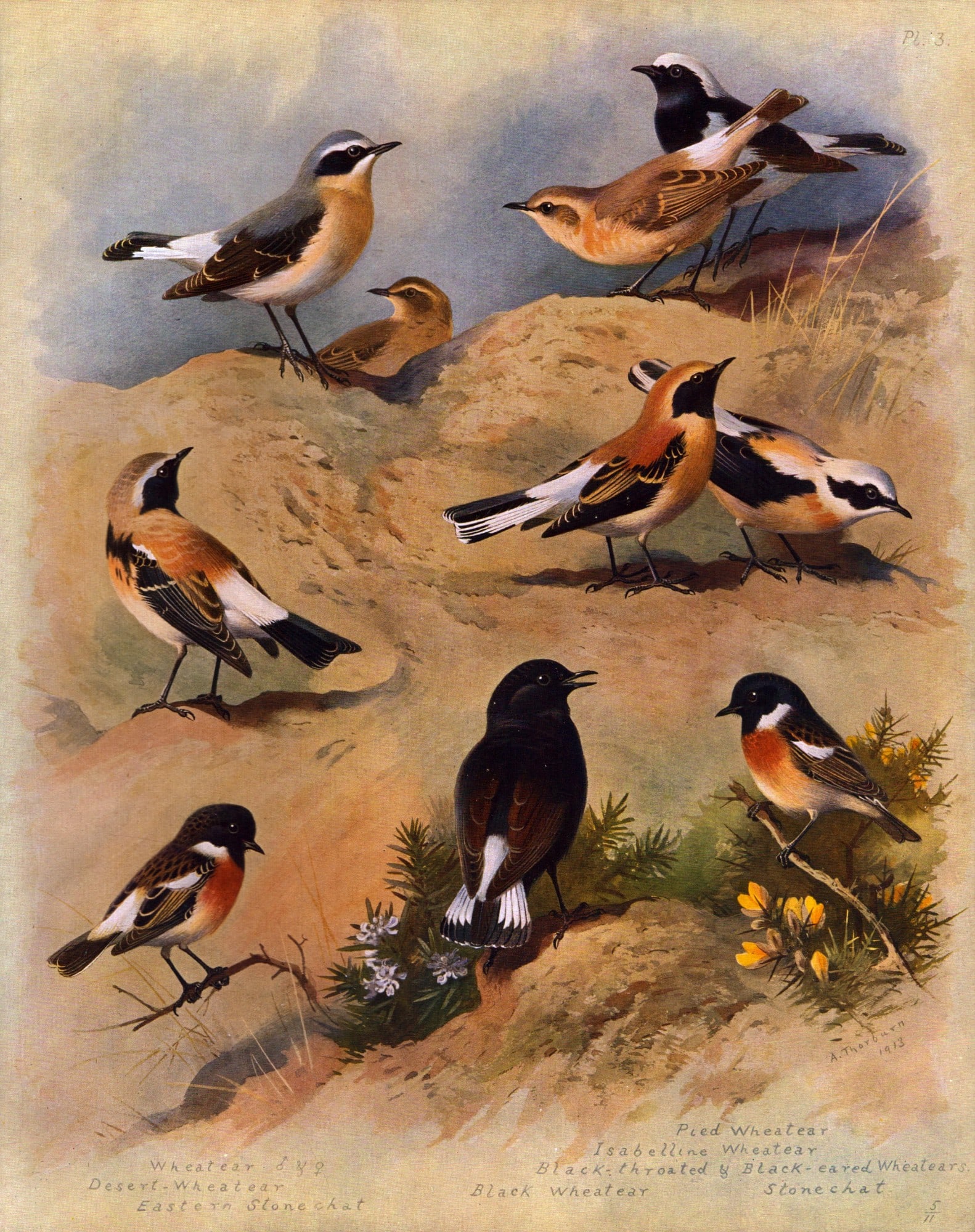 Archibald Thorburn Antique Scarce Large Bird Lithograph The Wheatear-3.: Title: Archibald Thorburn Antique Scarce Large Bird Lithograph The Wheatear-3. Description: This Antique Edition Illustration Was Removed from an Edition of. Archibald Thorburn, British Bi